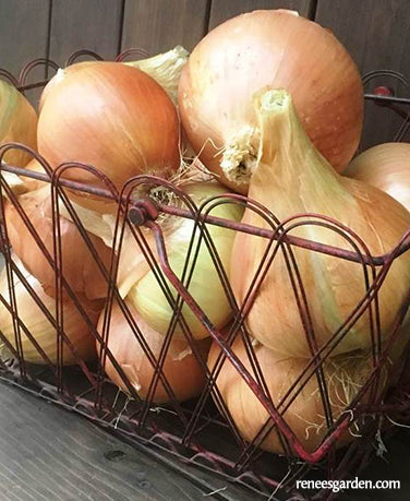 Bulbing Onions - Golden Sweet Spanish