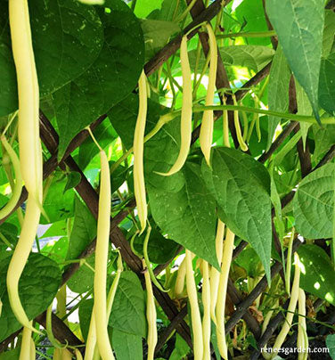 Pole Filet Beans - French Gold Organic