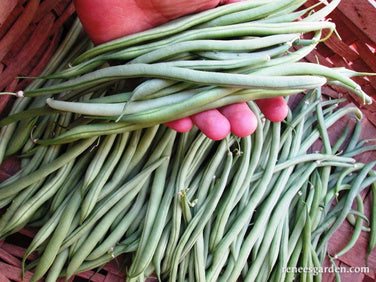 Pole Filet Beans - Emerite