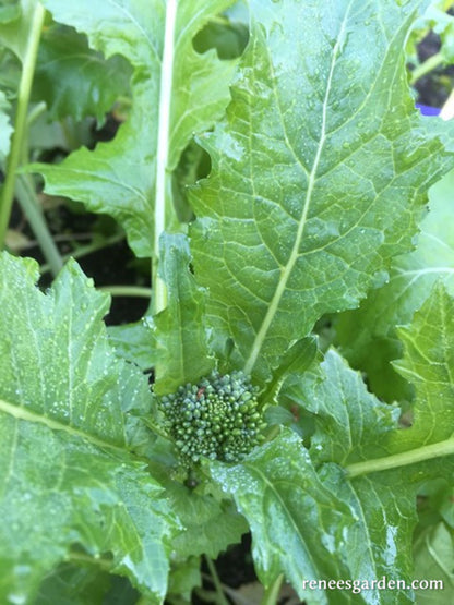 Heirloom Broccoli Raab - Super Rapini