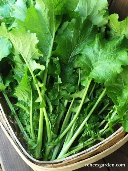 Heirloom Broccoli Raab - Super Rapini