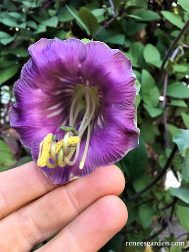 Heirloom Flowering Vines - Cathedral Bells