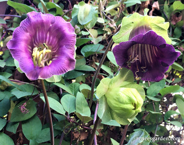 Heirloom Flowering Vines - Cathedral Bells