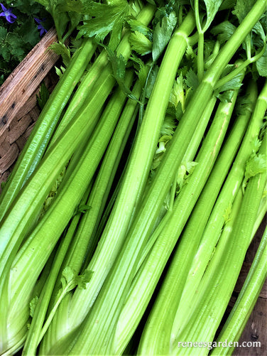Stalk Celery - Merlin