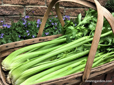 Stalk Celery - Merlin