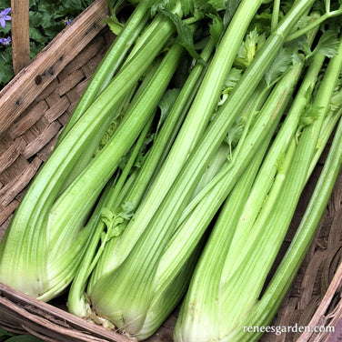Stalk Celery - Merlin