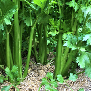 Stalk Celery - Merlin