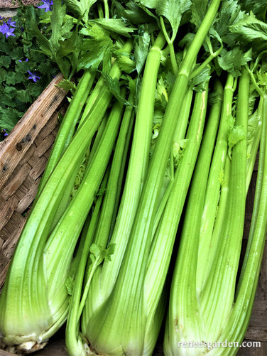 Stalk Celery - Merlin