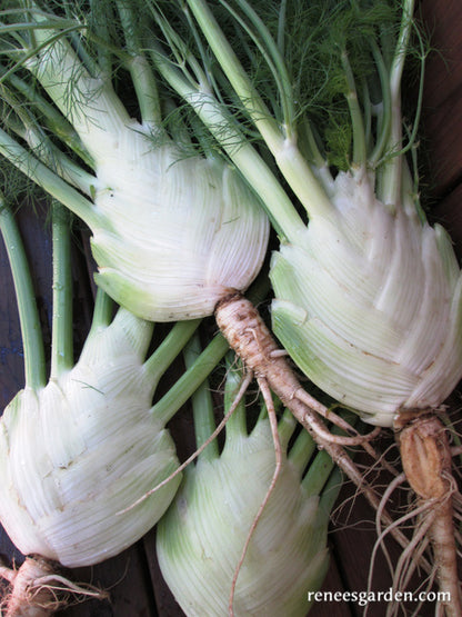 Heirloom Bulbing Fennel - Romanesco Organic