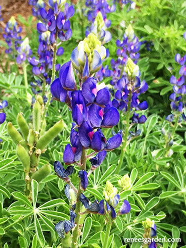 Bonus Pack - Heirloom Wildflowers Texas Bluebonnets