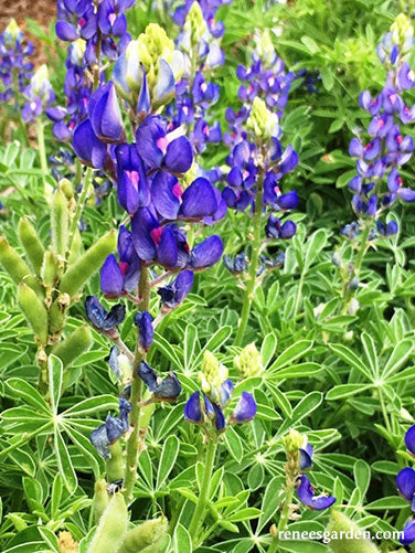 Bonus Pack - Heirloom Wildflowers Texas Bluebonnets
