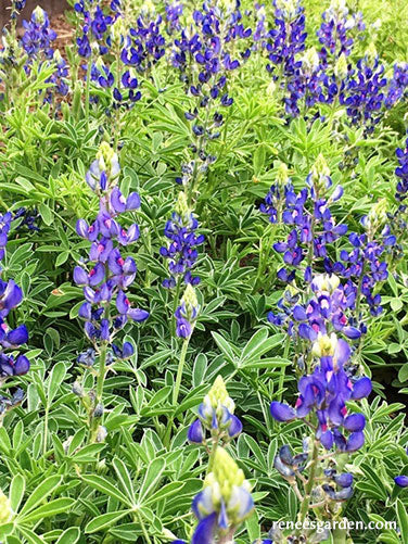 Bonus Pack - Heirloom Wildflowers Texas Bluebonnets