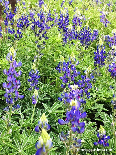 Bonus Pack - Heirloom Wildflowers Texas Bluebonnets