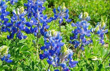 Bonus Pack - Heirloom Wildflowers Texas Bluebonnets