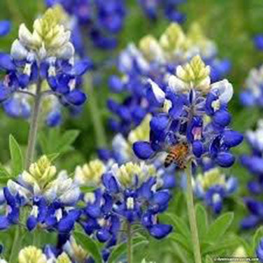 Bonus Pack - Heirloom Wildflowers Texas Bluebonnets