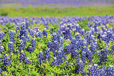 Bonus Pack - Heirloom Wildflowers Texas Bluebonnets