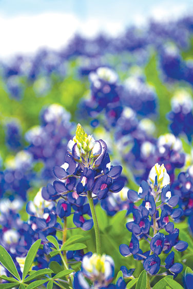 Bonus Pack - Heirloom Wildflowers Texas Bluebonnets