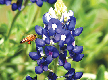 Bonus Pack - Heirloom Wildflowers Texas Bluebonnets