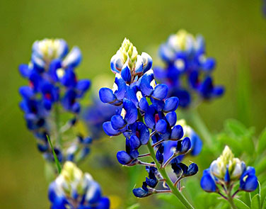 Bonus Pack - Heirloom Wildflowers Texas Bluebonnets