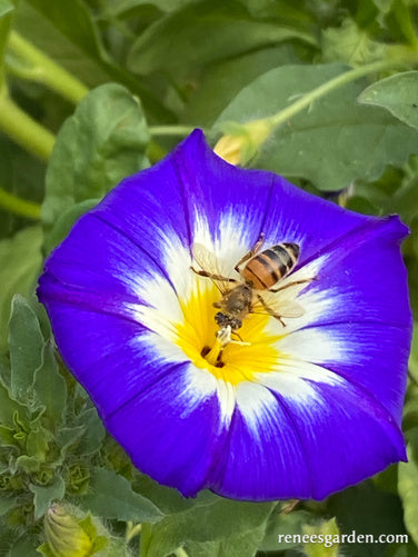 Bush Morning Glory - Heirloom Blue Ensign