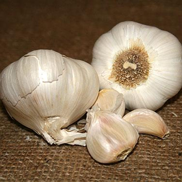 Seed Garlic - Nootka Rose