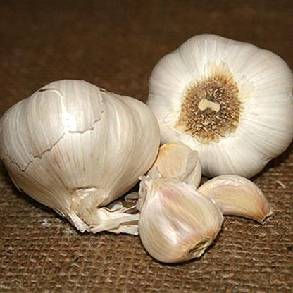 Seed Garlic - Nootka Rose