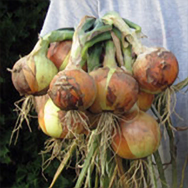 Long Keeping Onions - Patterson