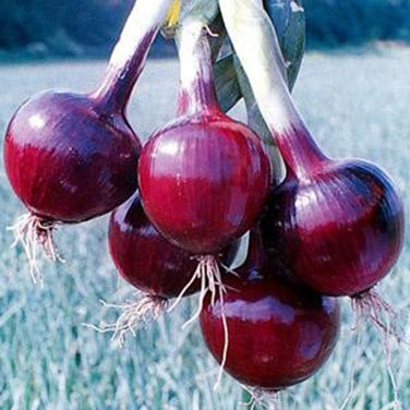Long Keeping Onions - Redwing
