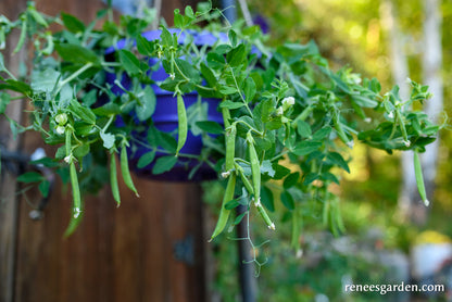 Hanging Basket Snap Peas - Snack Hero