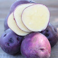 Seed Potatoes - Huckleberry Gold: The First Low Glycemic Potato!