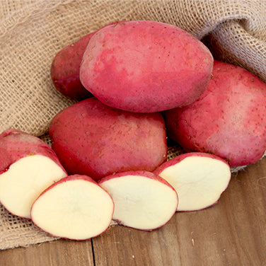 Seed Potatoes - Dark Red Norland
