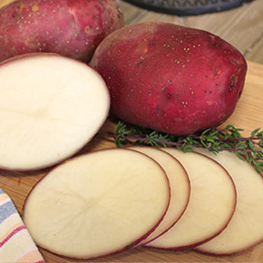 Seed Potatoes - Dark Red Norland