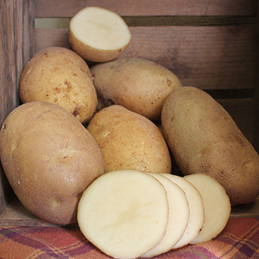 Seed Potatoes - Heirloom Russet Burbank