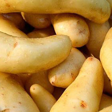 Seed Potatoes - Heirloom Russian Banana Fingerlings
