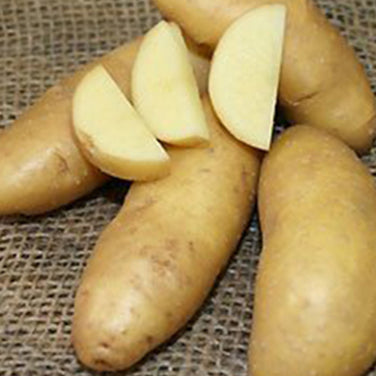 Seed Potatoes - Heirloom Russian Banana Fingerlings