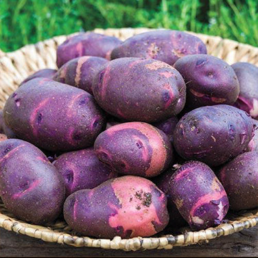 Seed Potatoes - Heirloom Viking