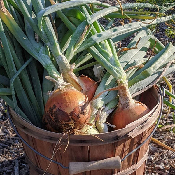 Long Keeping Onions - Patterson