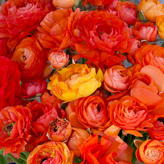 Ranunculus Bulbs - Jumbo Sunset Glow