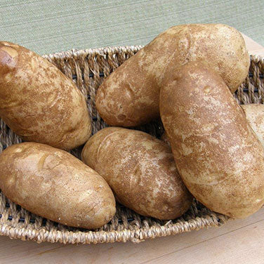 Seed Potatoes - Heirloom Russet Burbank
