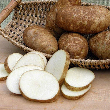 Seed Potatoes - Heirloom Russet Burbank