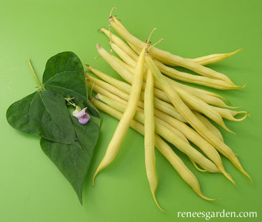 French Bush Bean - Roc d'Or Organic