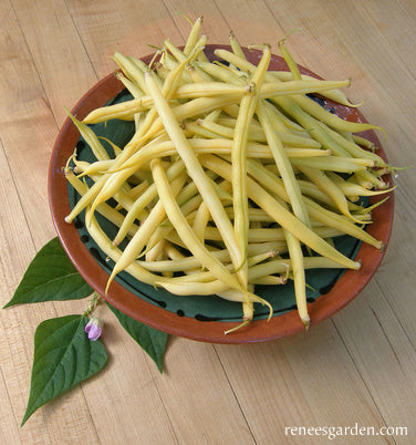 French Bush Bean - Roc d'Or Organic