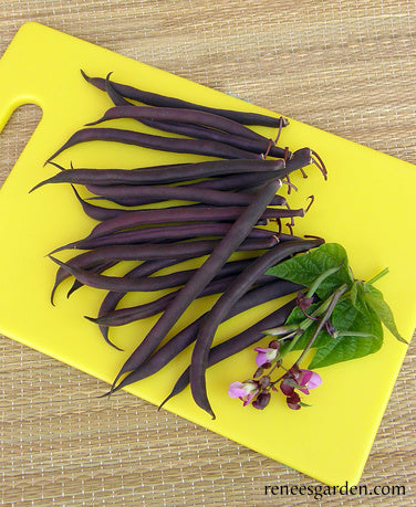 Heirloom Bush Bean - Royalty Purple Pod Organic