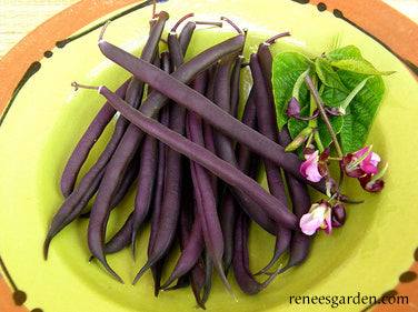 Heirloom Bush Bean - Royalty Purple Pod Organic