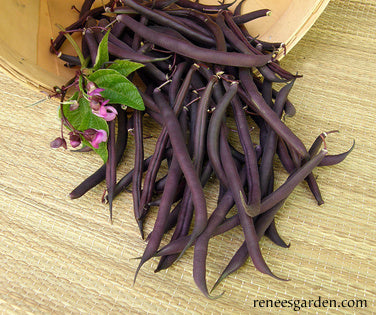 Heirloom Bush Bean - Royalty Purple Pod Organic