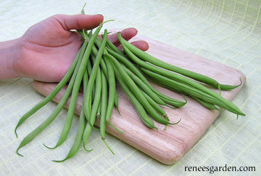 Bush French Filet Beans - Rolande
