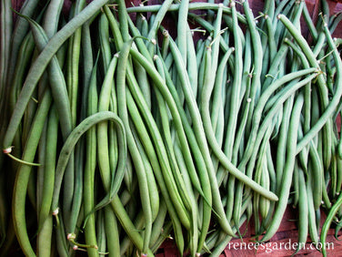 Pole Filet Beans - Emerite