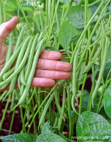 Pole Filet Beans - Emerite