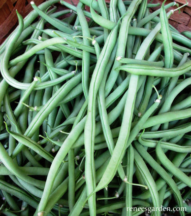 Pole Filet Beans - Emerite