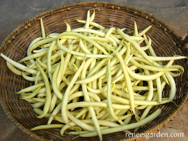 Pole Filet Beans - French Gold